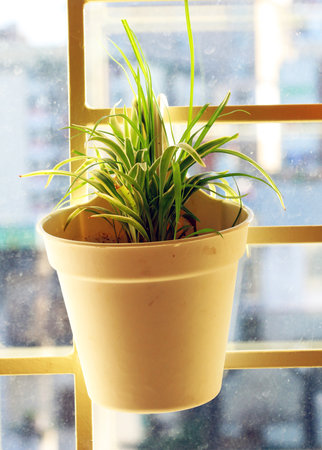 Houseplant in a pot on the windowsill. Home decoration.の写真素材