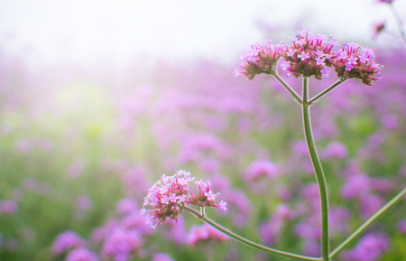 Verbena Purple flowers in the park and blur background in the morning lightの写真素材