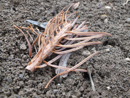 Natureの写真素材