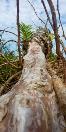 Longan timber