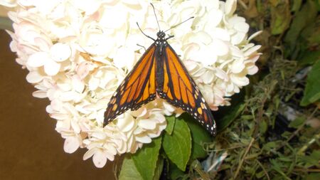 A monarch butterfly perched on a white flower