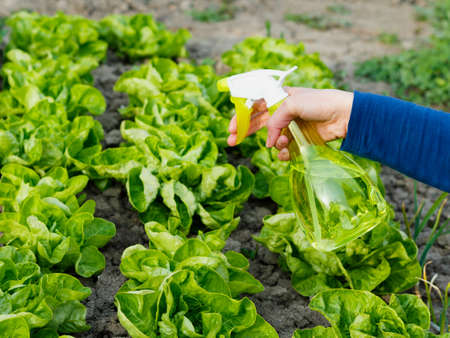 Watering the early sowing salad bed.の写真素材