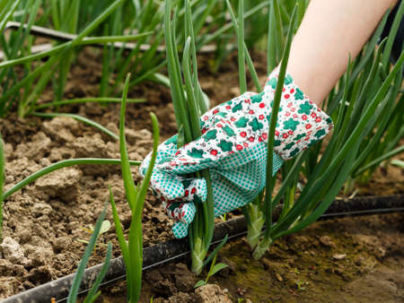 Green onion harvest at the glasshouse.