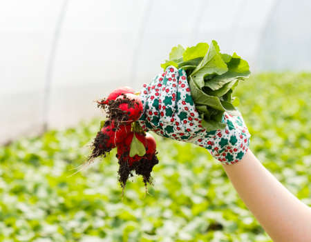Gardener showing healthy radish from glasshouse culture.