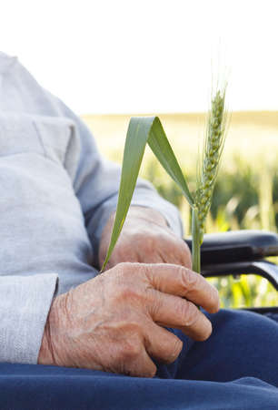 Old man in wheelchair holding a cornflower.の写真素材