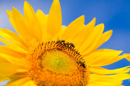 Honeybee pollinate on sunflower for honey-comb.