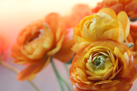 Orange flowers in the air