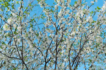 Spring flowering cherry against the background of a gentle blue sky selective focusの写真素材