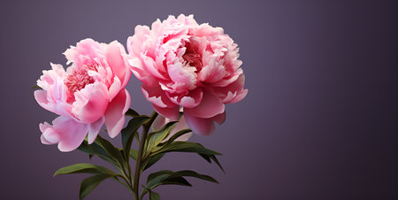 beautiful peony flowers blank space background, ai generativeの素材