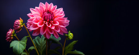 beautiful dahlia flower macro blank space, ai generative designの素材