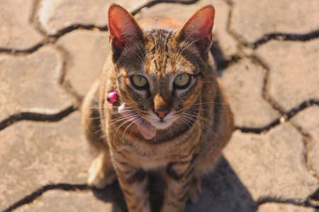 Beautiful brown color cat who wearing collar sitting and looking at camera while sitting on the floor with sunlight in the morning.の写真素材