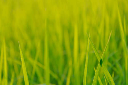 Young Rice field growing in rainy season with fresh green leaf at northern part of THAILAND which is...