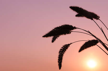 The natural Pennisetum or mission grass flower isolated with orange of sunset background that have...