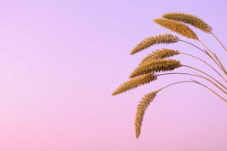 The natural fresh brown color Pennisetum or  mission grass flower isolated with pink background that...