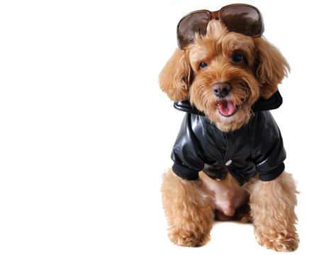 A brown poodle wearing Leather jacket dress with sunglasses isolated on white background that have...