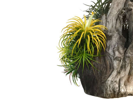 Tillandsia or Air plant which is a common name for plants in this genus. Tillandsia normally grows without soil while attached to other plants.This photo has free space for text with white background.の写真素材