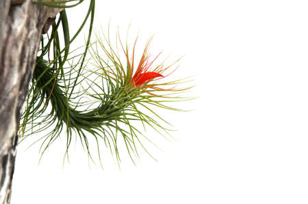 Tillandsia or Air plant which is a common name for plants in this genus. Tillandsia normally grows without soil while attached to other plants.This photo has free space for text with white background.の写真素材