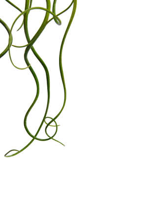Tillandsia or Air plant which is a common name for plants in this genus. Tillandsia normally grows...