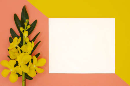 Beautiful fresh yellow color orchids with philodendron xanadu leaf from top view isolated on pink...
