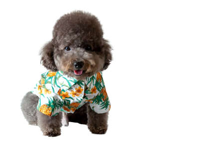 An adorable black toy Poodle dog with smiling shot wearing hawaii dress for Songkran festival which...