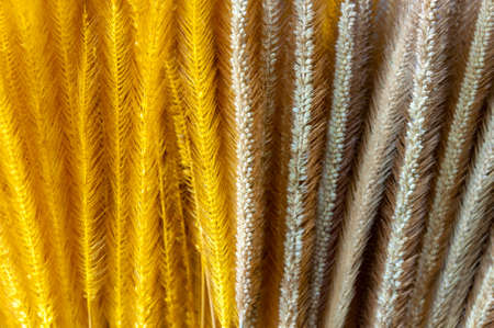 Plain and yellow color dyed of dry Pennisetum grass flower background and texture.