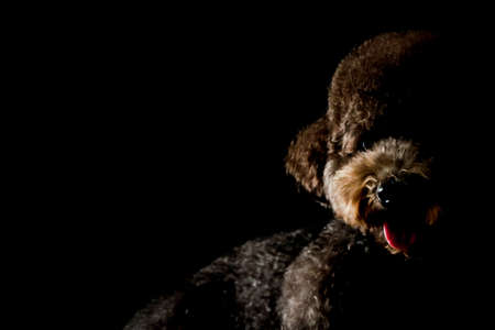 Partial portrait of adorable black Toy Poodle dog looking and smiling to camera isolated on black...