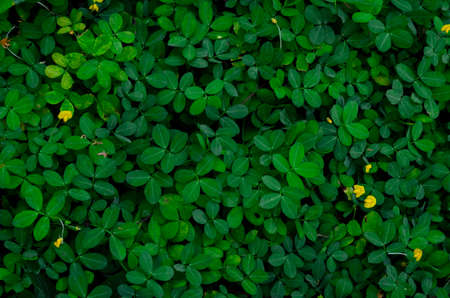 Background and texture green leaves and some yellow flowers of Pinto Peanut or Arachis tree which is...