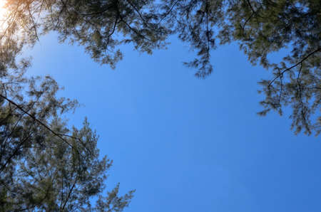 Australian pine tree (or Beefwood, Sea oak, She oak) branches which growing on the beach with bright...