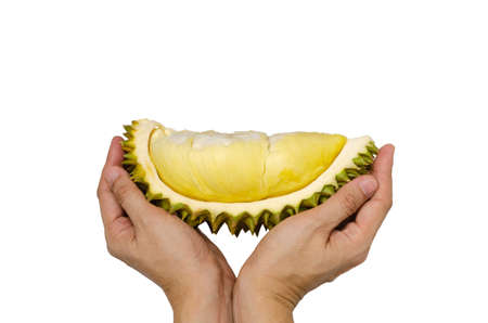 Hands holding fresh cut Durian which is king of fruit from Thailand isolated on white background...