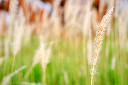 Beautiful white color Pennisetum polystachion or Mission Grass or Feather Pennisetum flower with...