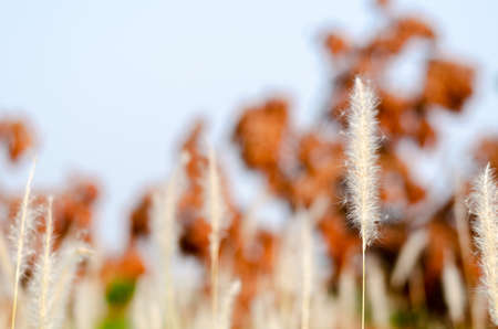 Beautiful white color Pennisetum polystachion or Mission Grass or Feather Pennisetum flower with...