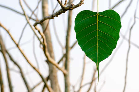 Green color Bodhi leaf hanging on the tree.
