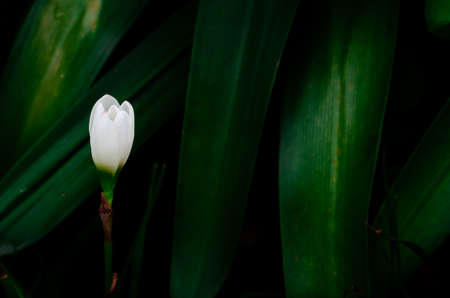 White color Rain Lily flower blooming in rain season on dark green leaves background.