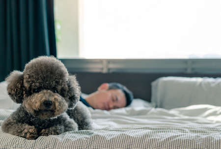 An adorable young black Poodle dog lay on on bed waiting the owner to wake up in the morning with sunshine on messy bed.の写真素材