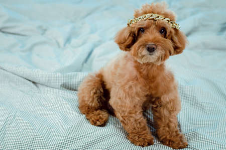 An adorable young brown Poodle dog with golden necklace putting on his head and sitting on messy bed.の写真素材