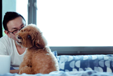 An adorable brown Poodle dog looking at camera when enjoy and happy with the owner who is working on...