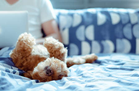 An adorable brown Poodle dog lay on bed and enjoy his happiness with the owner who is working after wake up in the morning.の写真素材