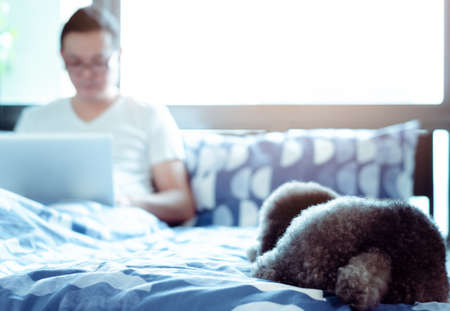 An adorable black Poodle dog lay on bed and waiting to play with the owner who is working after wake...