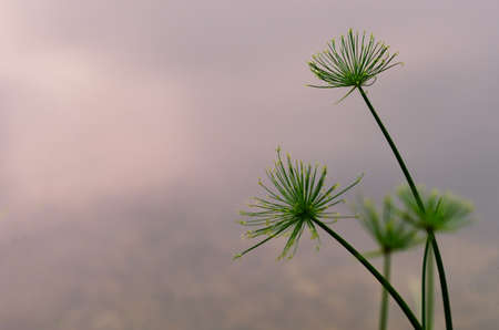 Focus and blurred photo of Papyrus plant with background of the pond.