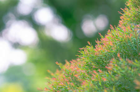 Focus and blurred photo of green and red color Honey Myrtle (Melaleuca linariifolia â€˜Claret...