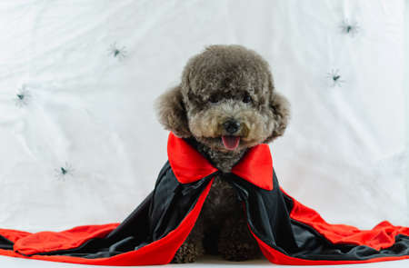 Adorable black Poodle dog with Dracula dress sitting at spiders cobweb background. Dog costume for Halloween concept.の写真素材