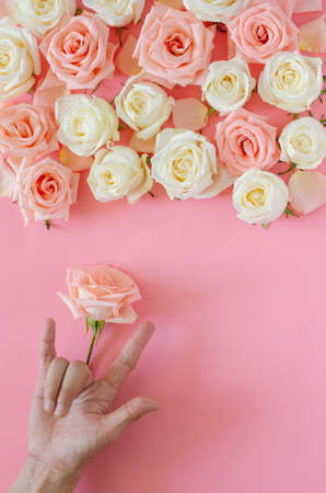 Hand making sign language âI Love Youâ with a single pink rose with the others at the top put on pink background for Valentineâs day. Flat lay background concept.の写真素材
