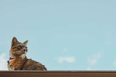Adorable brown color domestic cat sitting on the roof of the house with cloud and blue sky background.の写真素材