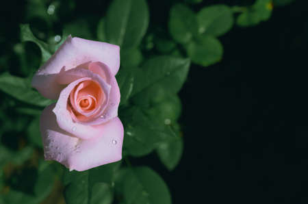 Pink color rose on its tree with dark background.