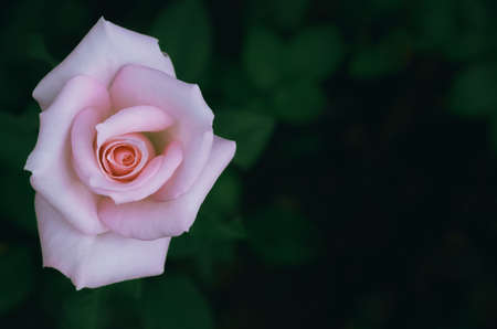 Pink color rose on its tree with dark background.