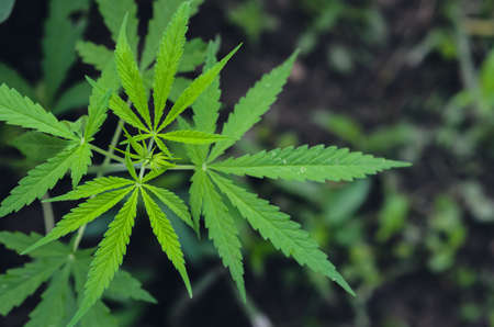 Cannabis sativa tree with its leaves.
