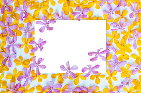 Pink and yellow color orchids with blank white square space for text. Backdrop and background concept.の写真素材
