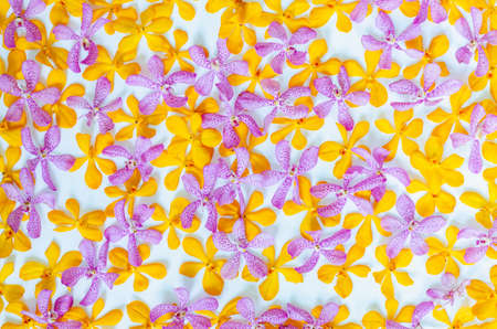 Pink and yellow color orchids cutting and put together for backdrop and background concept.の写真素材