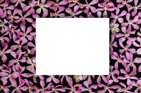 Pink color orchids put on black background with blank white square space for text. Backdrop and...