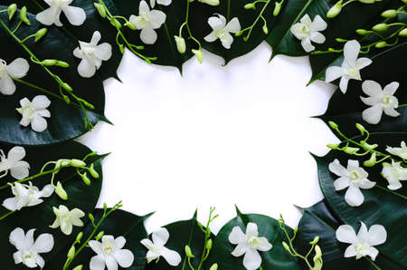 White orchid flowers put with rubber tree leaves on white background for spring blossom photo...